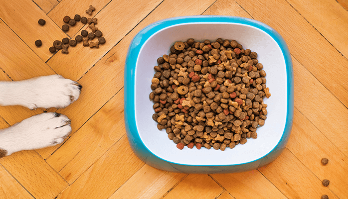 Why Choose Answers Dog Food for Your Beloved Puppy