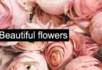 5 Beautiful flowers
